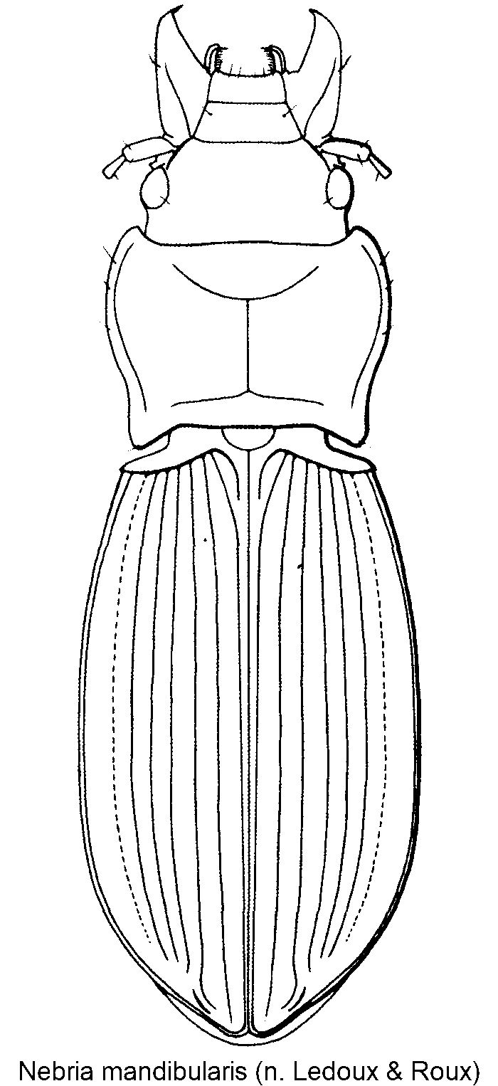 nebria_mandibularis_hab.gif