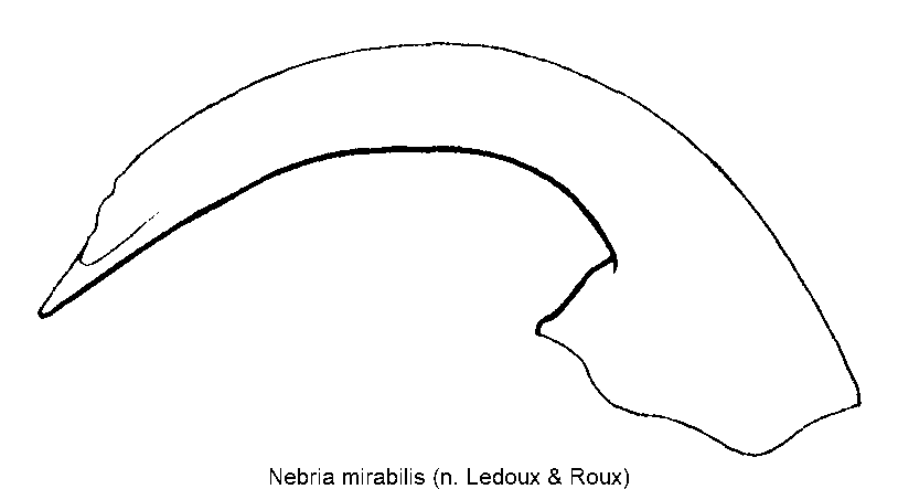 nebria_mirabilis.gif
