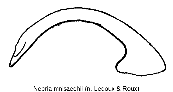 nebria_mniszechii.gif