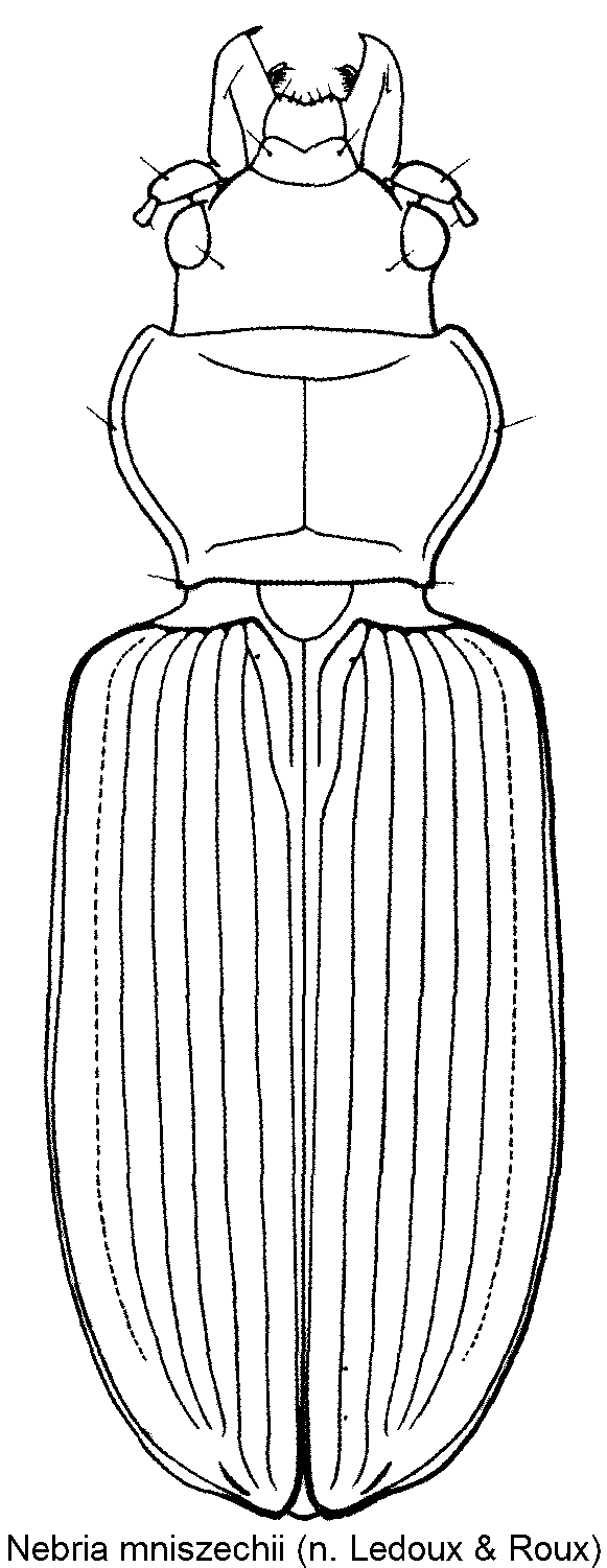 nebria_mniszechii_hab.gif
