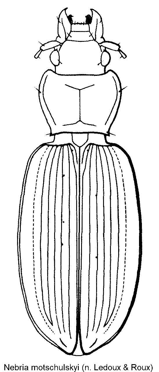 nebria_motschulskyi_hab.gif