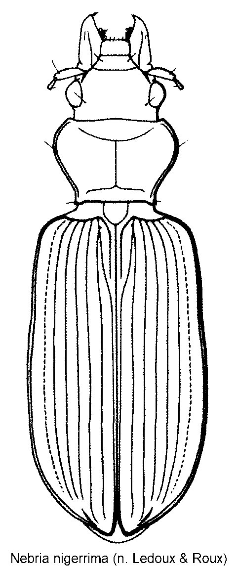 nebria_nigerrima_hab.gif