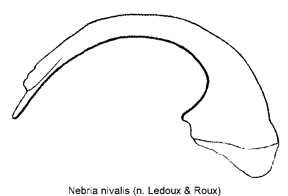nebria_nivalis.gif