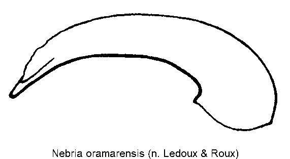 nebria_oramarensis.gif