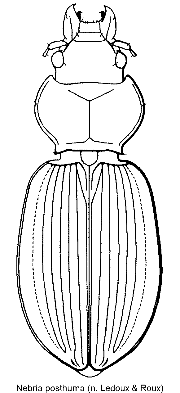 nebria_posthuma_hab.gif