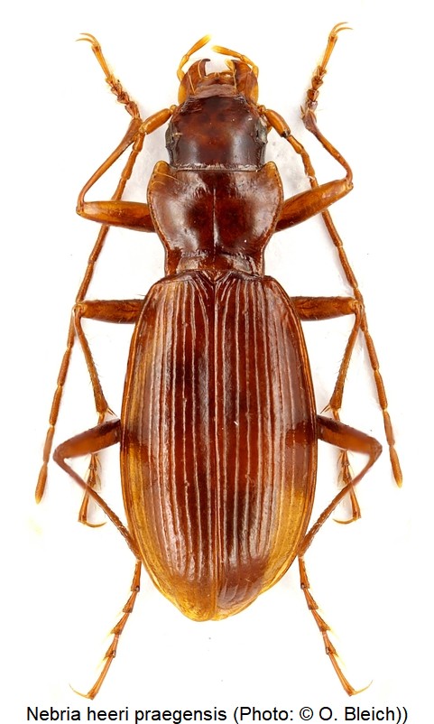 nebria_praegensis_hab.jpg