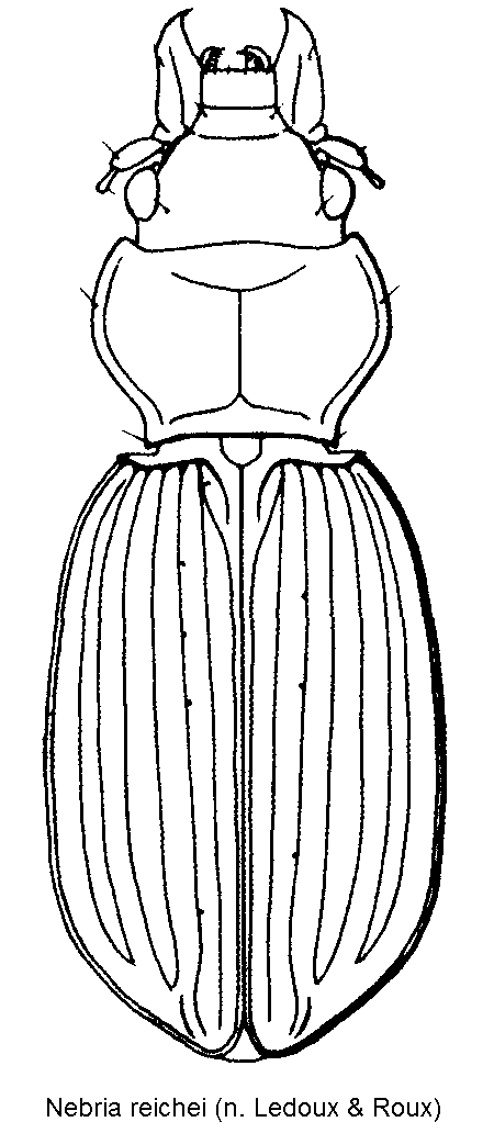 nebria_reichei_hab.gif