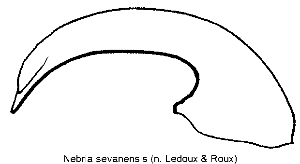 nebria_sevanensis.gif