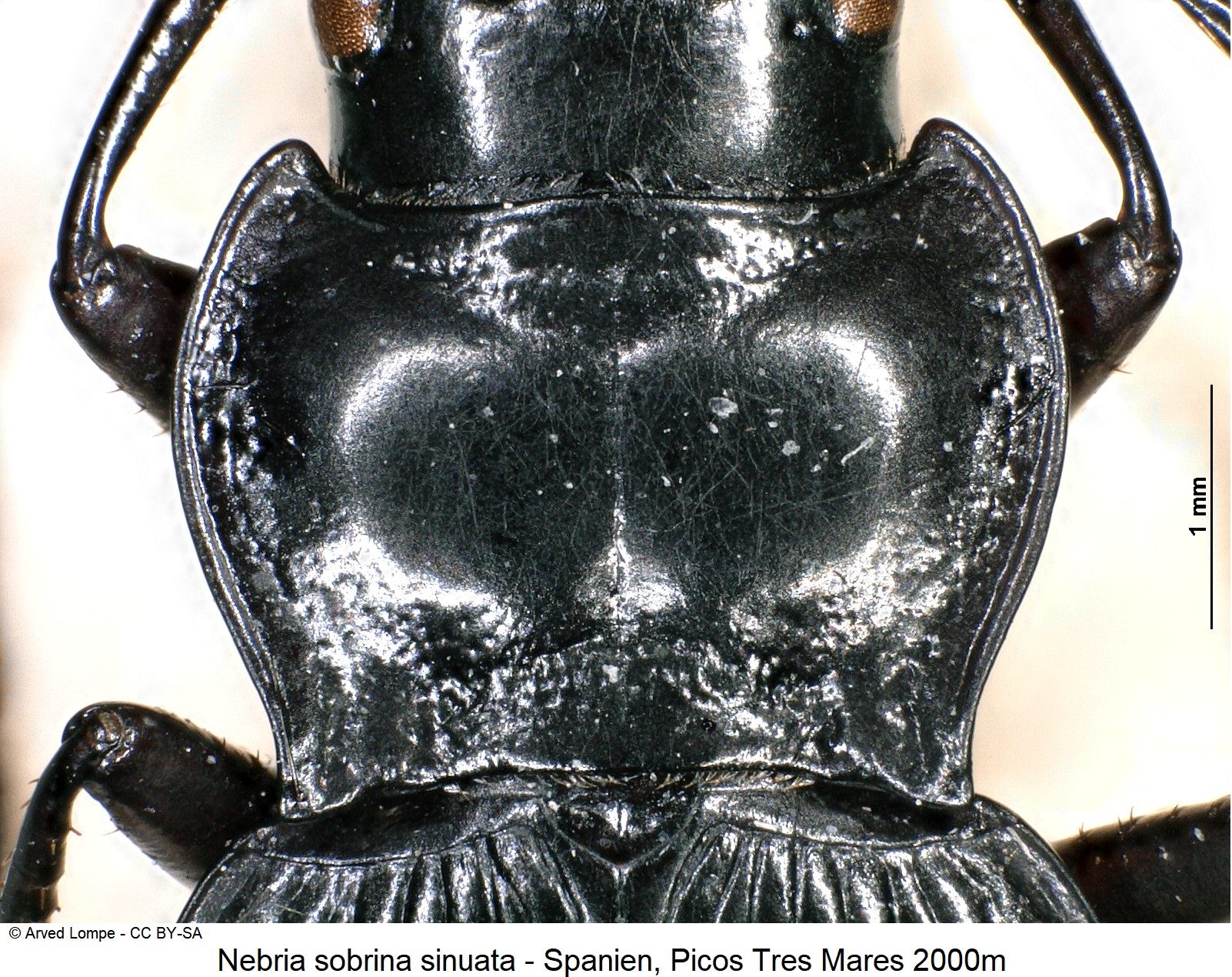 nebria_sinuata_ck17463_hsch.jpg