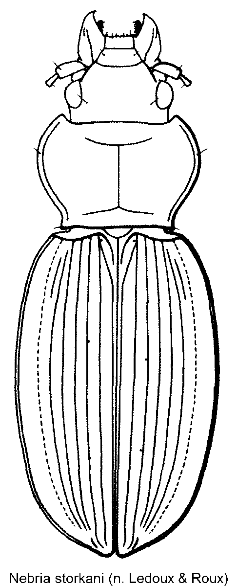 nebria_storkani_hab.gif