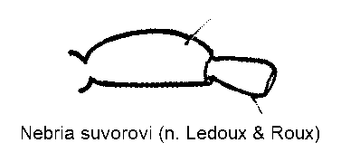 nebria_suvorovi_f.gif