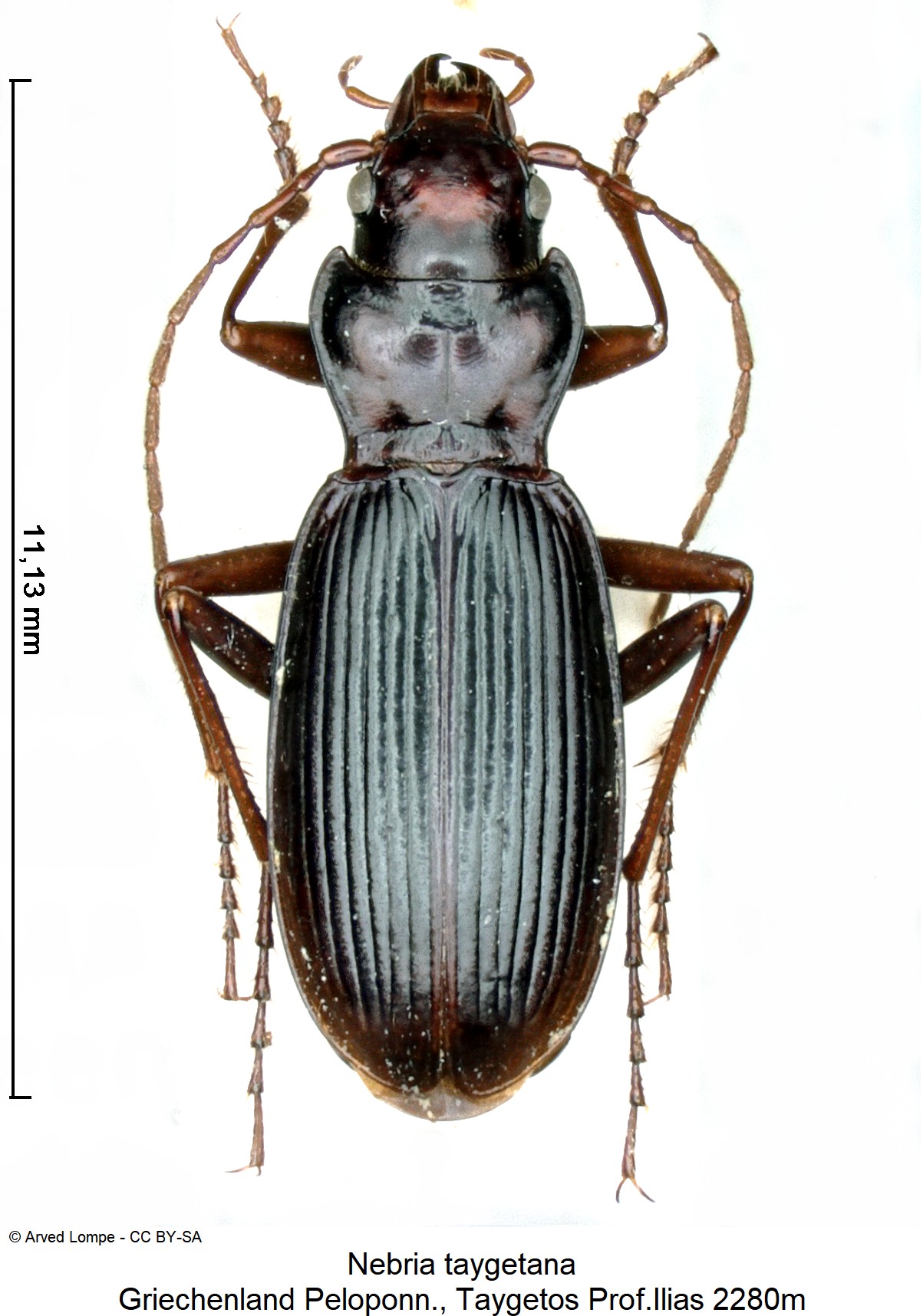 nebria_taygetana_ck21266_hab.jpg