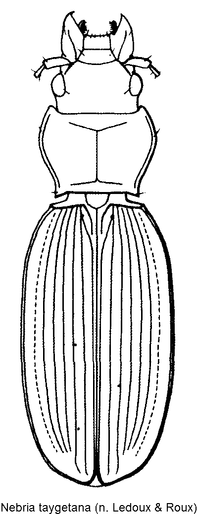 nebria_taygetana_hab.gif
