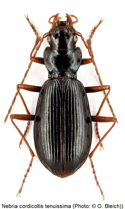 nebria_tenuissima_hab.jpg