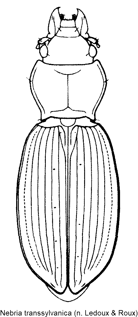 nebria_transsylvanica_hab.gif