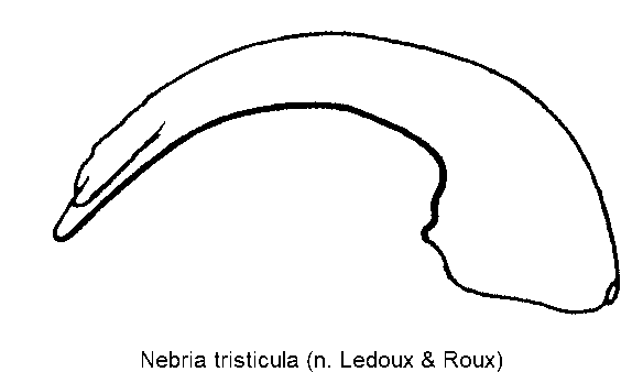 nebria_tristicula.gif