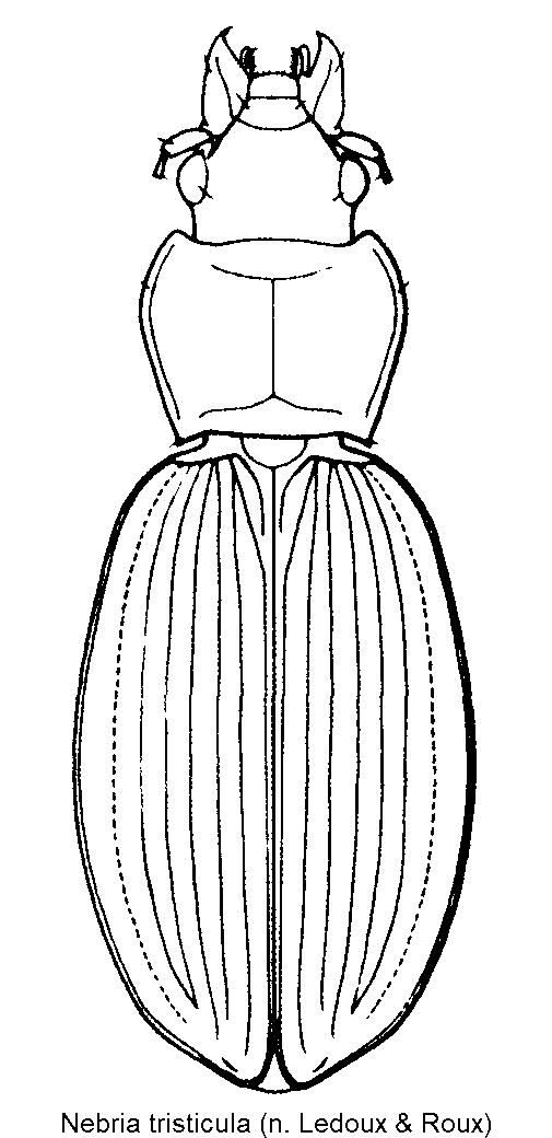 nebria_tristicula_hab.gif