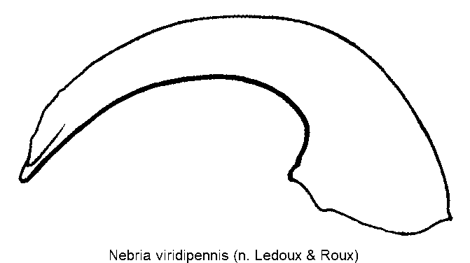 nebria_viridipennis.gif