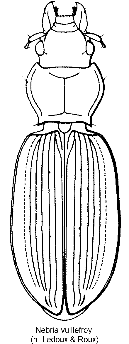 nebria_vuillefroyi_hab.gif