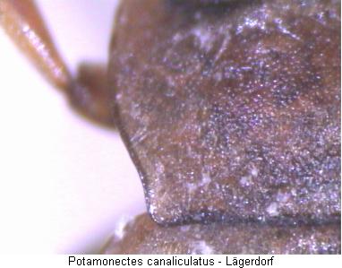 nebrioporus_canaliculatus_hsch.jpg
