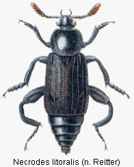 necrodes_litoralis_rtt.gif