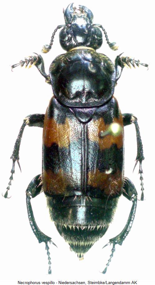 necrophorus_vespillo_hab.jpg