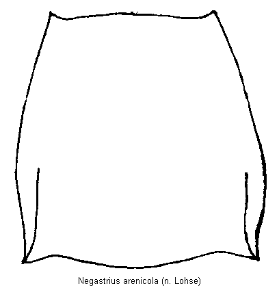 negastrius_arenicola_hsch.gif