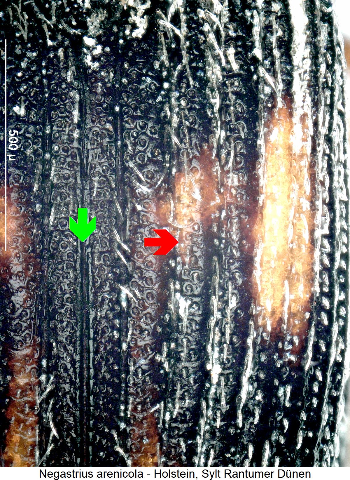 negastrius_arenicola_int.jpg