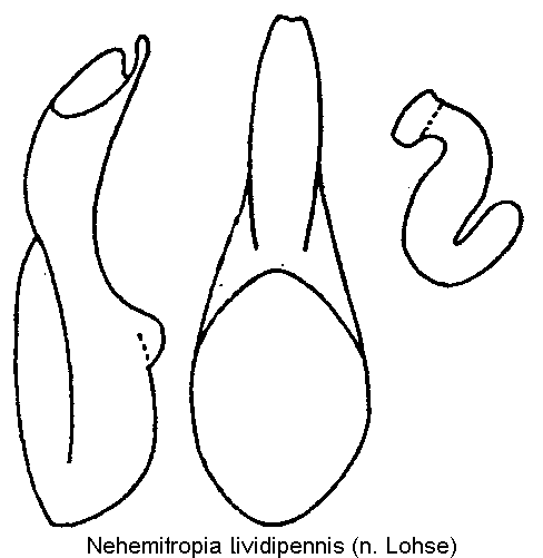 nehemitropia_lividipennis.gif