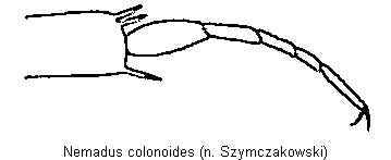 nemadus_colonoides_mtr.gif