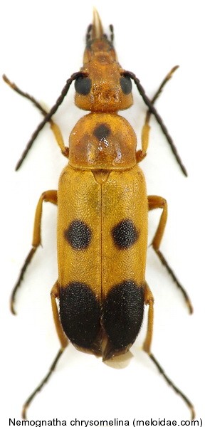 nemognatha_chrysomelina.jpg