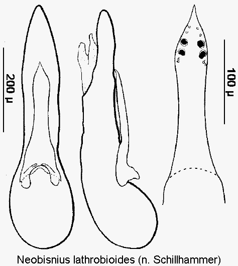 neobisnius_lathrobioides.gif