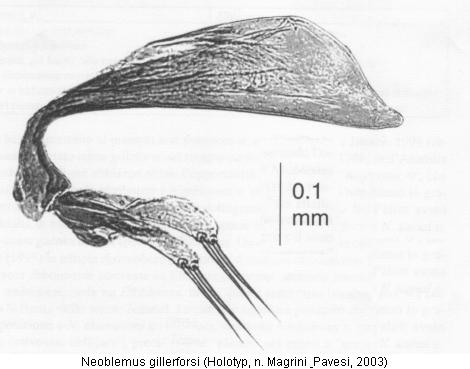 neoblemus_gillerforsi.jpg