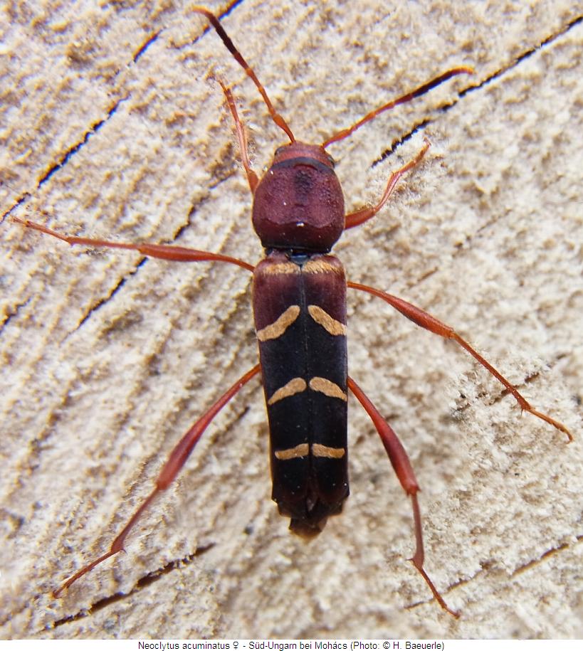 neoclytus_acuminatus_hab.jpg