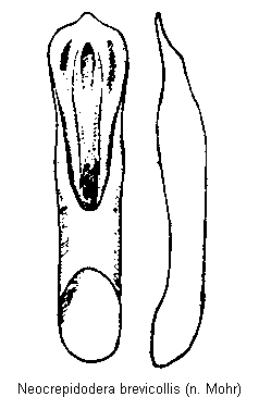 neocrepidodera_brevicollis.gif