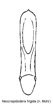 neocrepidodera_frigida.gif