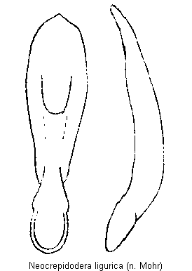 neocrepidodera_ligurica.gif