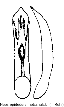 neocrepidodera_motschulskii.gif