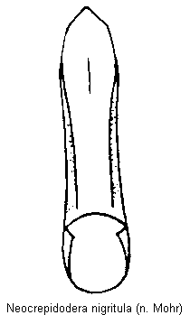neocrepidodera_nigritula.gif