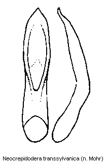 neocrepidodera_transsylvanica.gif