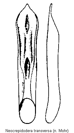 neocrepidodera_transversa.gif