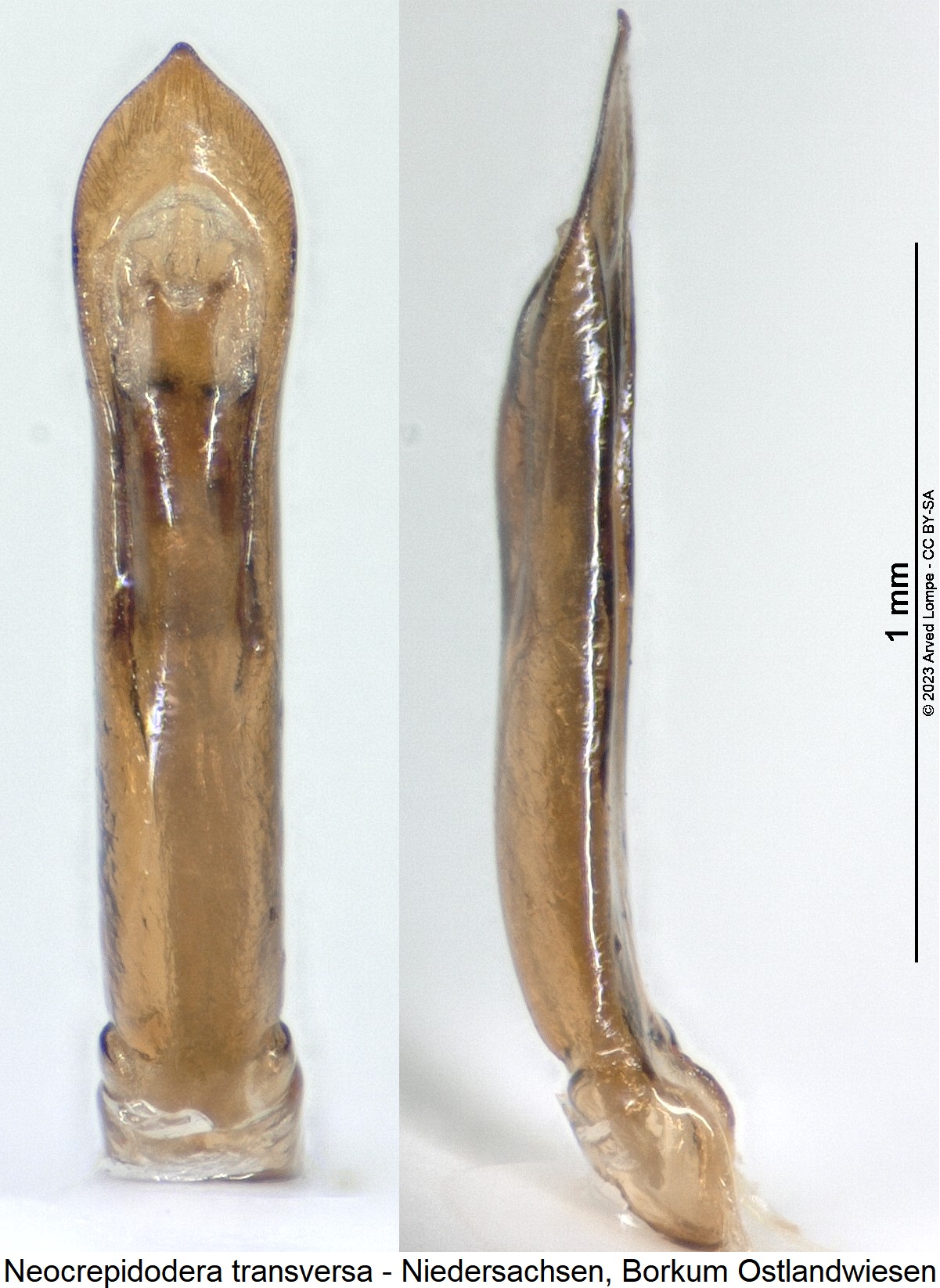 neocrepidodera_transversa.jpg