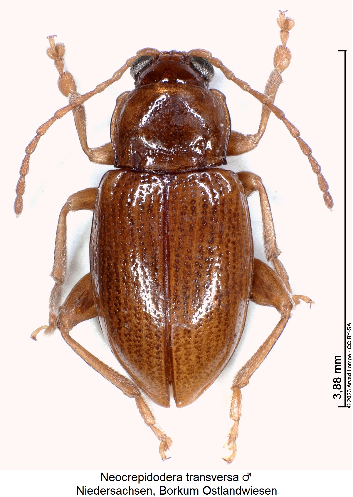 neocrepidodera_transversa_m_hab.jpg