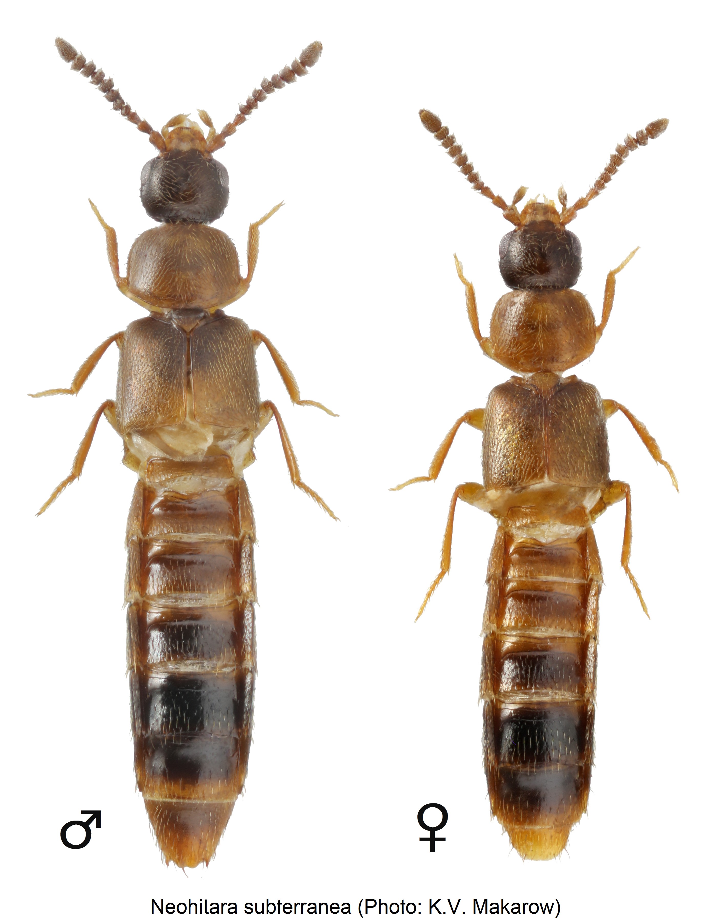 neohilara_subterranea_hab.jpg