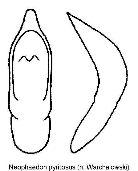 neophaedon_pyritosus.gif