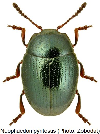 neophaedon_pyritosus_hab.jpg