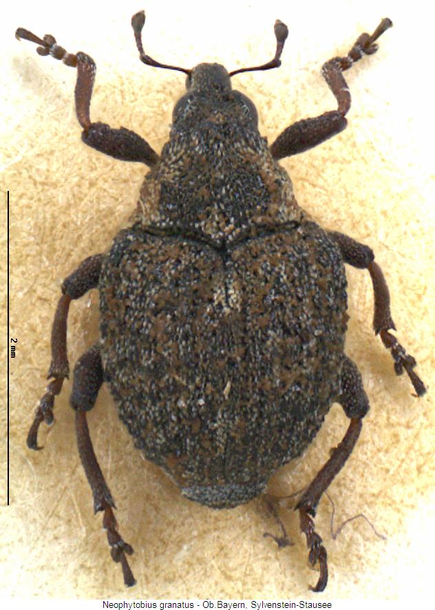 neophytobius_granatus_hab.jpg
