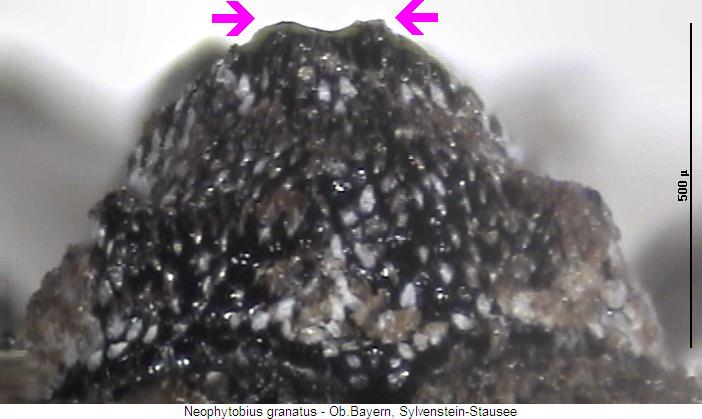 neophytobius_granatus_hsch.jpg