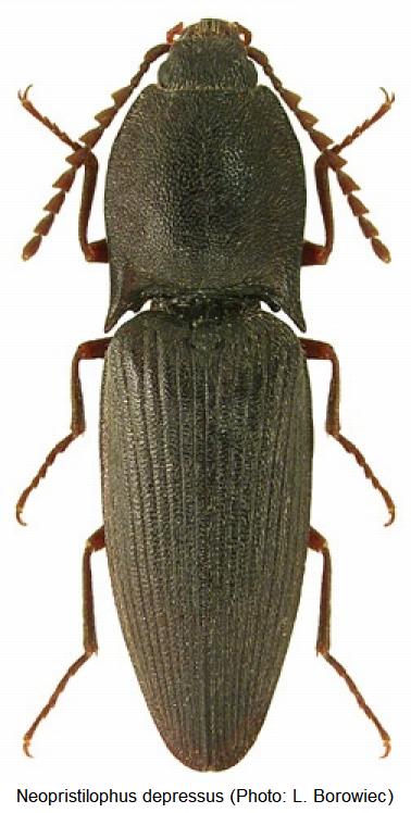 neopristilophus_depressus_hab.jpg