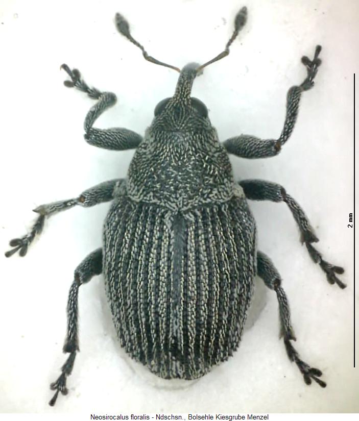 neosirocalus_floralis_hab.jpg